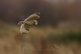   Short-eared Owl (Asio flammeus flammeus)